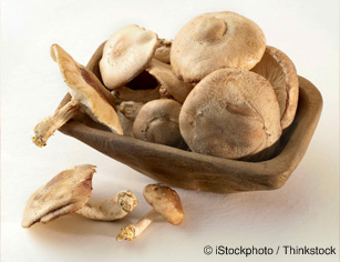 Shiitake Mushroom - Information 