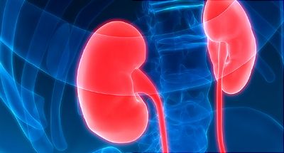 What You Can Do About Kidney Infections